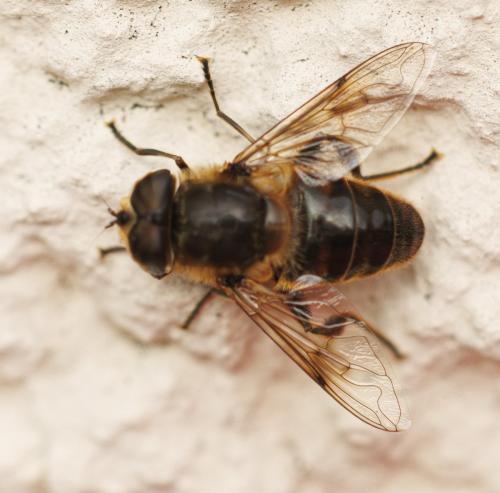 Réf. 342 572 : Eristalis tenax